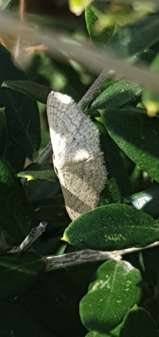 Scopula minorata  - Melchior Viallet
