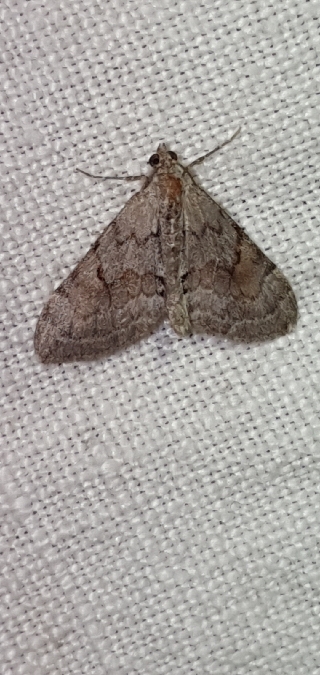 Pennithera ulicata  - Melchior Viallet