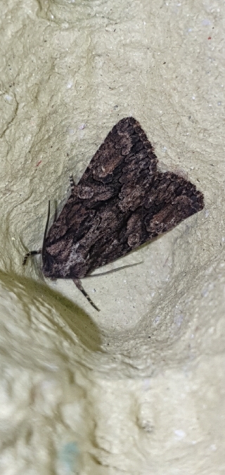Dryobotodes tenebrosa  - Melchior Viallet