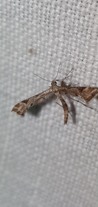 Platyptilia gonodactyla  - Melchior Viallet