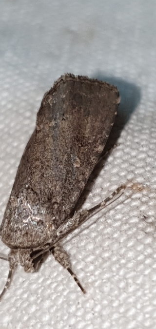 Spodoptera cilium  - Melchior Viallet