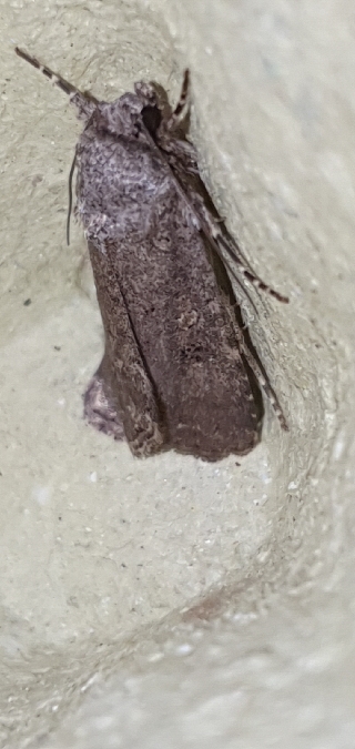 Spodoptera cilium  - Melchior Viallet