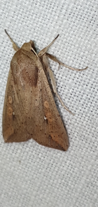 Mythimna unipuncta  - Melchior Viallet