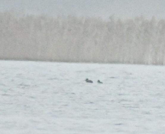 Trauerente  - Piotr Świętochowski