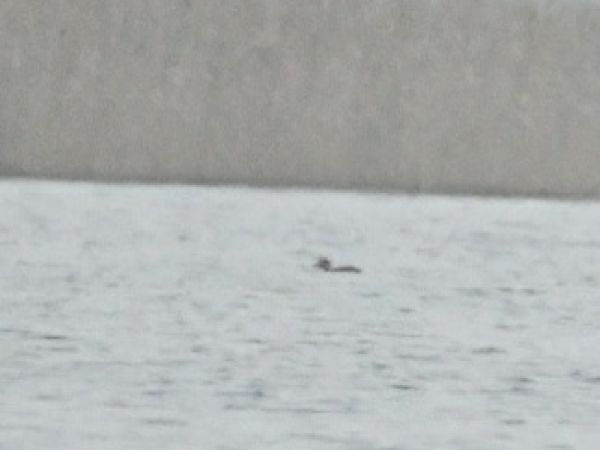 Macreuse noire  - Piotr Świętochowski