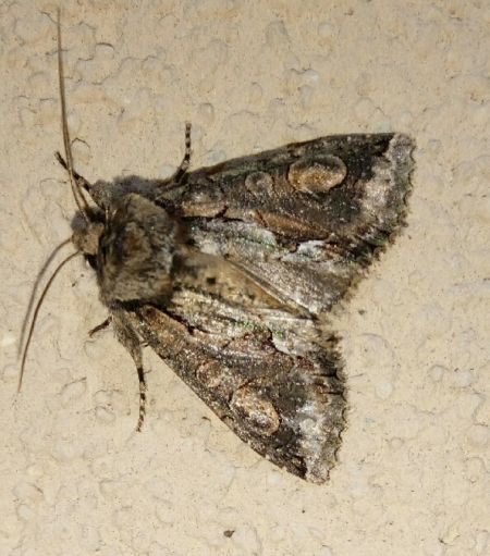 Allophyes oxyacanthae  - Thomas Lux