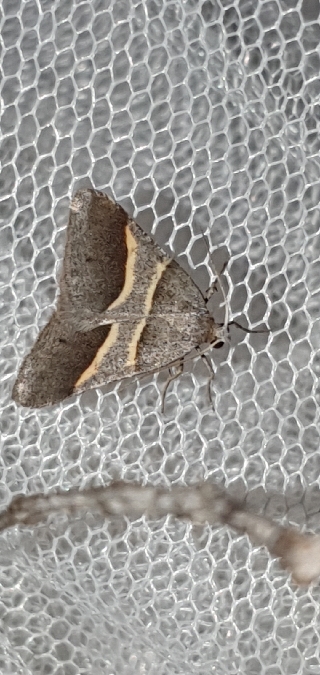 Petrophora convergata  - Melchior Viallet