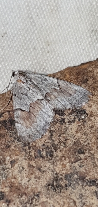Pennithera ulicata  - Melchior Viallet