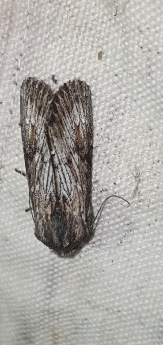 Aporophyla australis  - Melchior Viallet