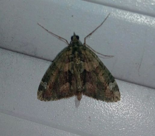 Chloroclysta siterata  - Thomas Lux