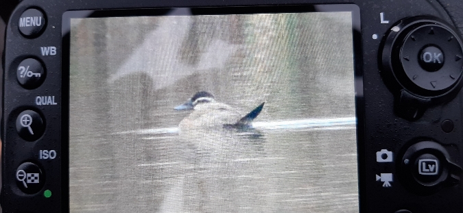 sterniczka  - Wojciech Miczajka