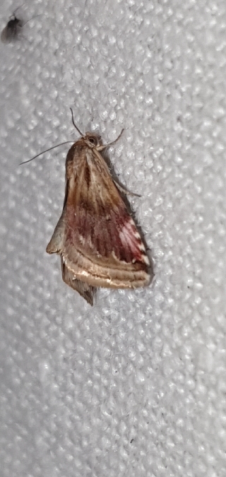 Eublemma ostrina  - Melchior Viallet