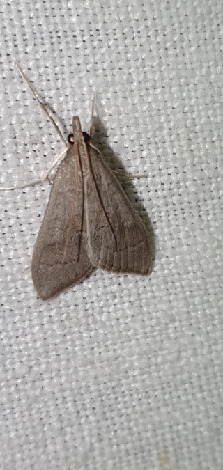 Mecyna asinalis  - Melchior Viallet