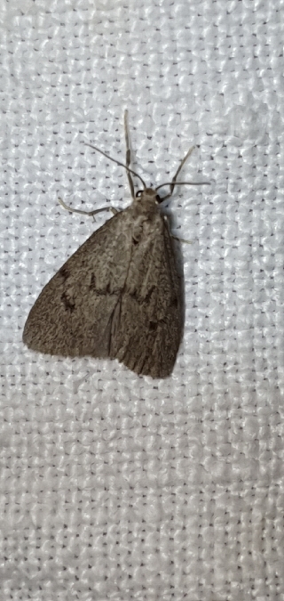 Apaidia mesogona  - Melchior Viallet