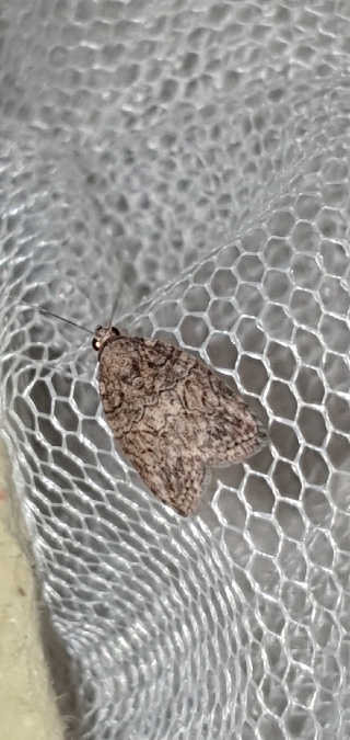 Garella nilotica  - Melchior Viallet