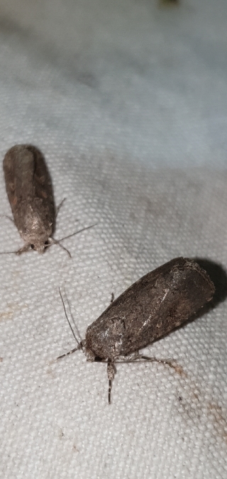 Spodoptera exigua  - Melchior Viallet