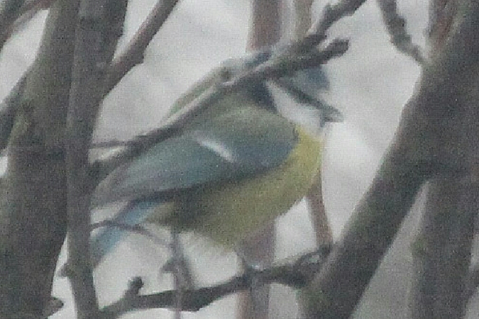 Blaumeise  - Adam Olszewski