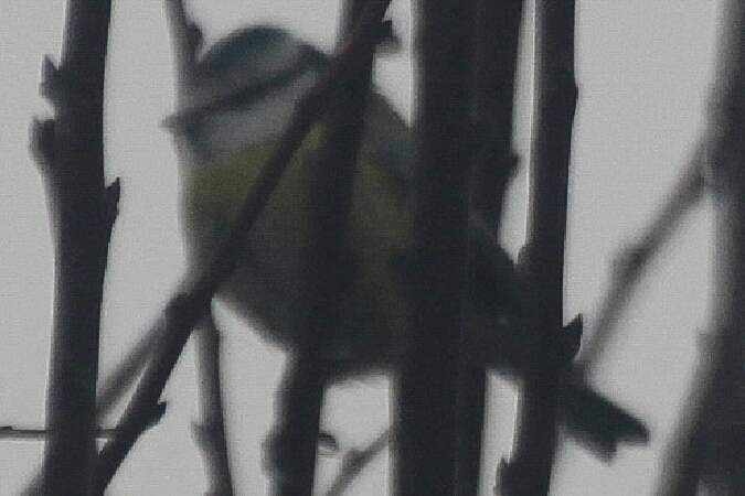 Mésange bleue  - Adam Olszewski