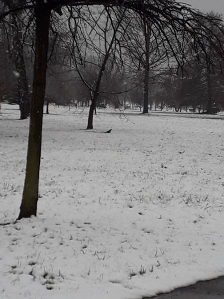 gawron  - Karol Łanocha