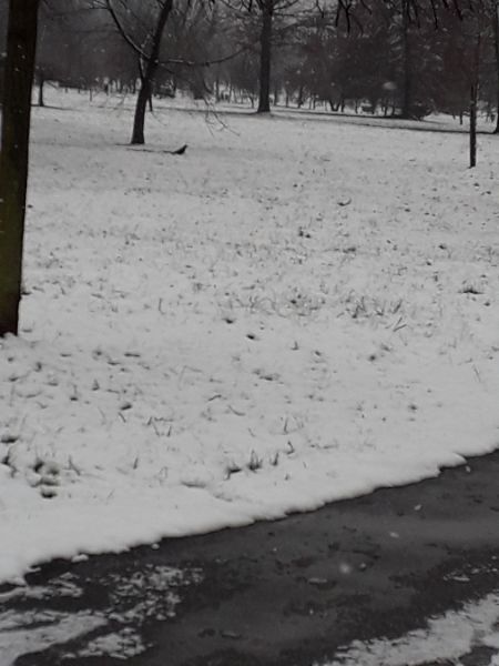 Corbeau freux  - Karol Łanocha