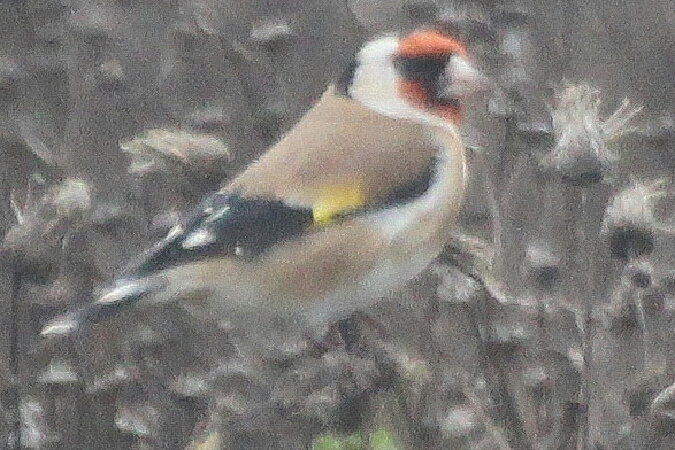 Stieglitz  - Adam Olszewski