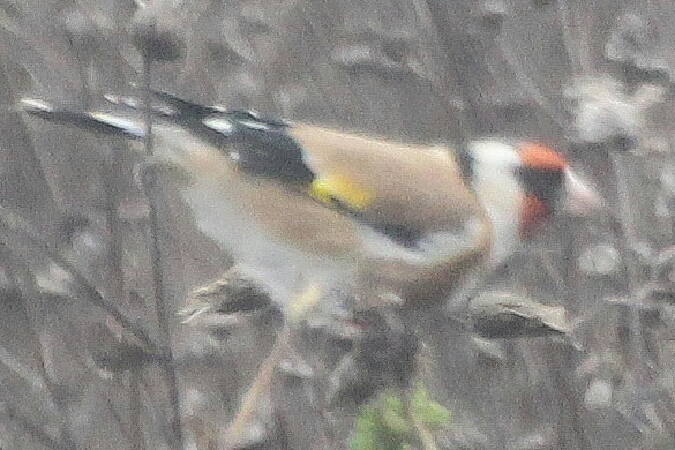 Chardonneret élégant  - Adam Olszewski