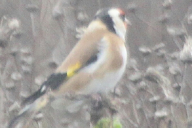 Chardonneret élégant  - Adam Olszewski