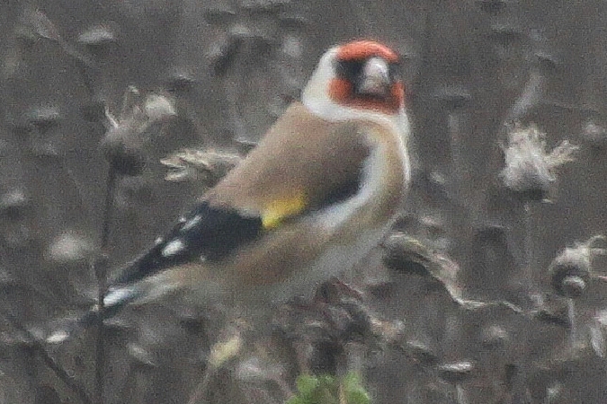 szczygieł  - Adam Olszewski