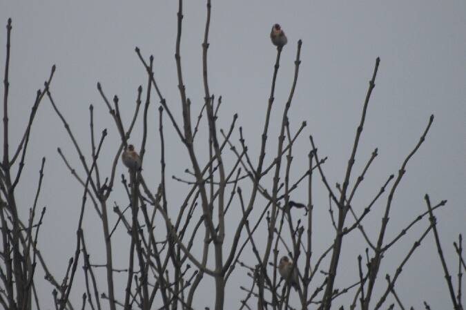 Chardonneret élégant  - Adam Olszewski