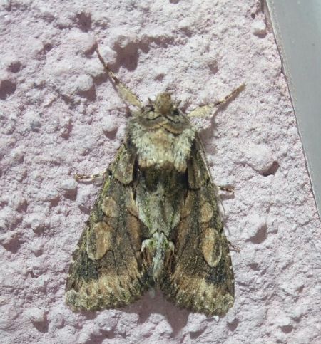 Allophyes oxyacanthae  - Thomas Lux
