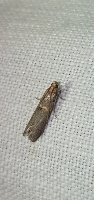 Oxybia transversella  - Melchior Viallet
