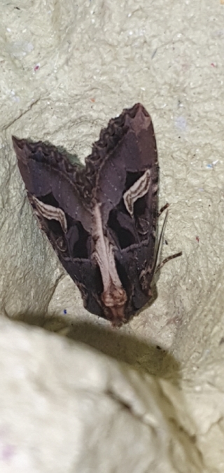 Trigonophora flammea  - Melchior Viallet