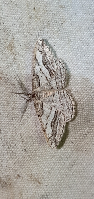 Calamodes occitanaria  - Melchior Viallet