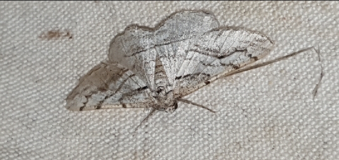 Calamodes occitanaria  - Melchior Viallet