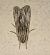 Asteroscopus sphinx  - Thomas Lux