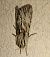 Asteroscopus sphinx  - Thomas Lux