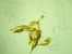 Agdistis manicata  - Melchior Viallet