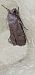 Spodoptera cilium  - Melchior Viallet