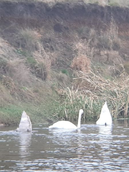 Höckerschwan  - Krzysztof Sokołowski