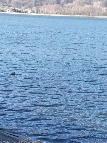 Canard colvert  - Karol Łanocha