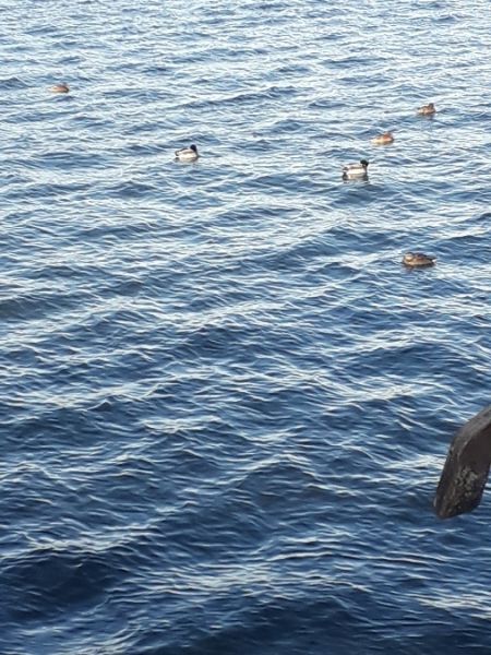 krzyżówka  - Karol Łanocha