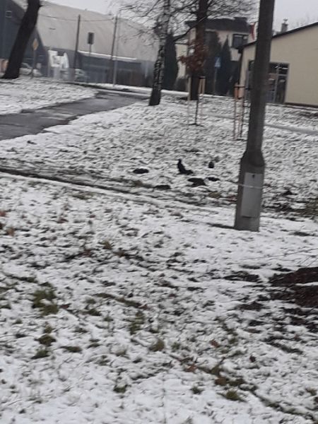 gawron  - Karol Łanocha