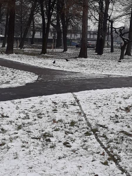 gawron  - Karol Łanocha