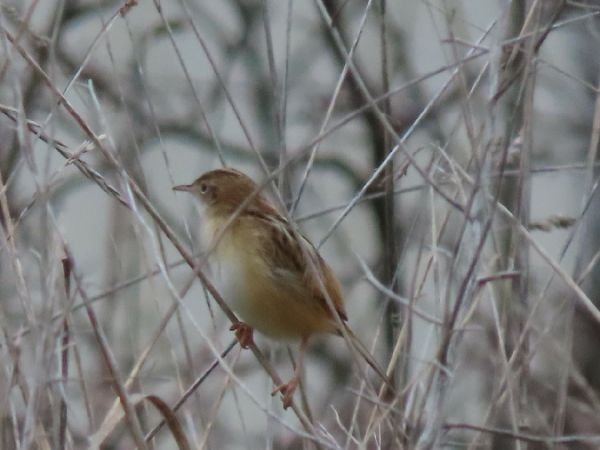 Cisticole des joncs  - Marie-Laure Miège