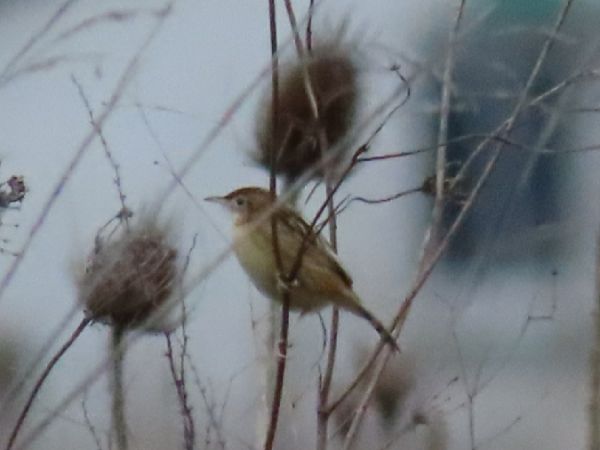 Cisticole des joncs  - Marie-Laure Miège