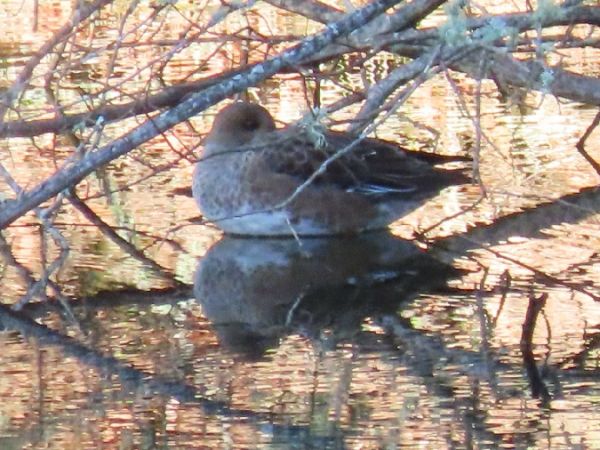 Canard siffleur  - Marie-Laure Miège