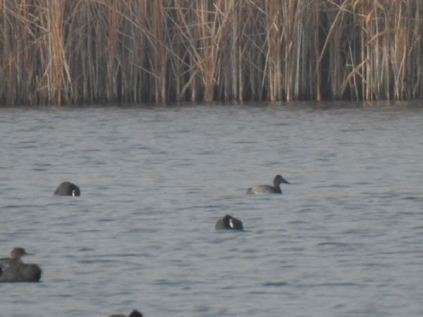 Mittelsäger  - Joanna Sajnaj