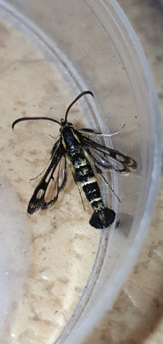 Chamaesphecia empiformis  - Melchior Viallet