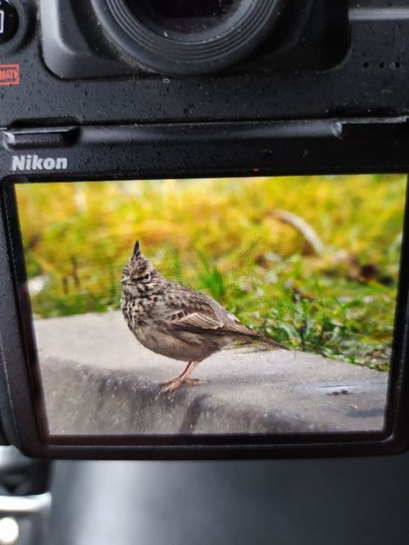 Haubenlerche  - Jarosław Mydlak