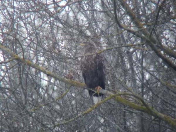 Pygargue à queue blanche  - Christophe Mercier